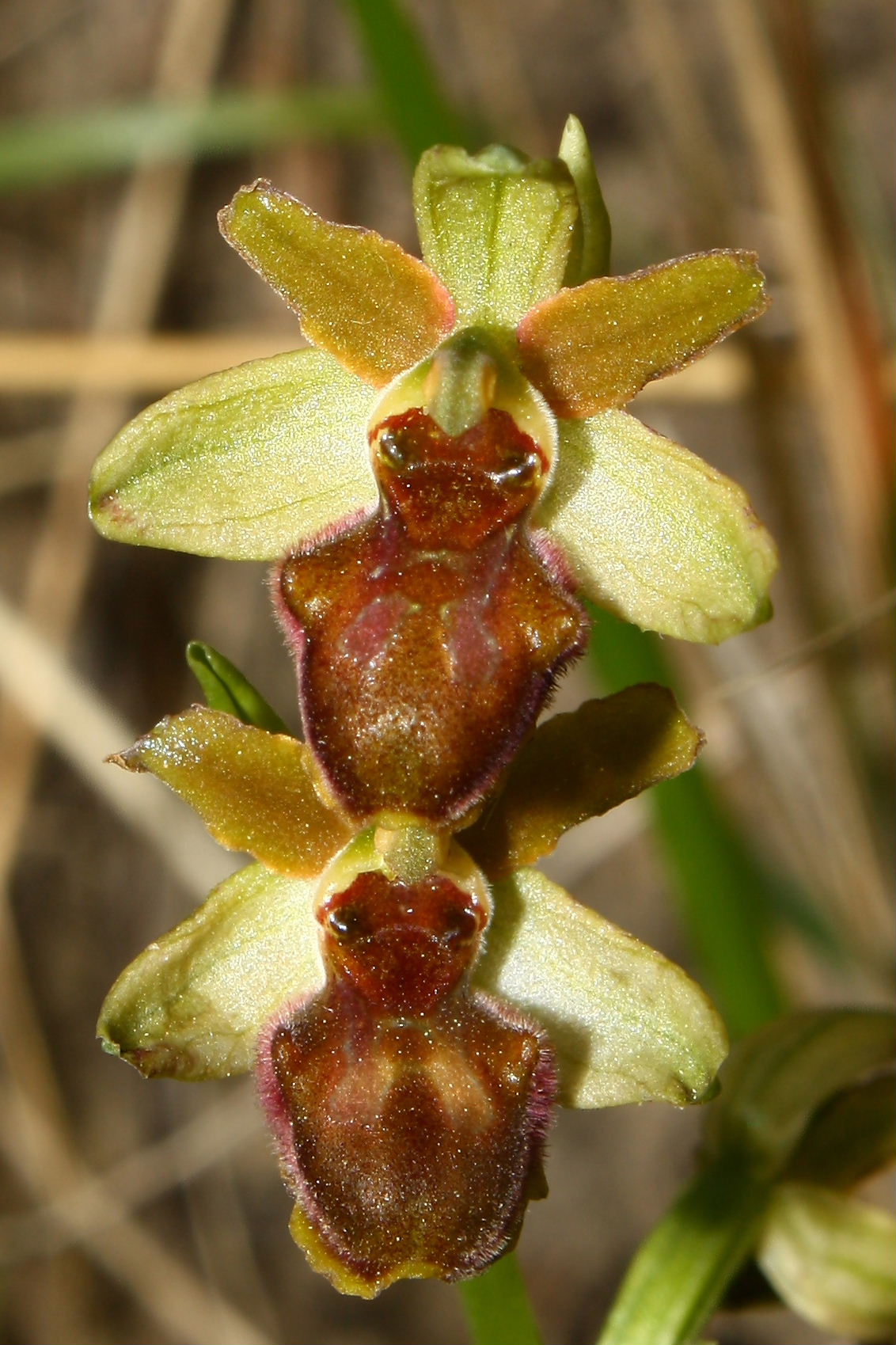 Ophrys sphegodes da determinare-2